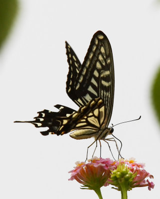 Swallowtail 柑橘鳳蝶 Papilio xuthus