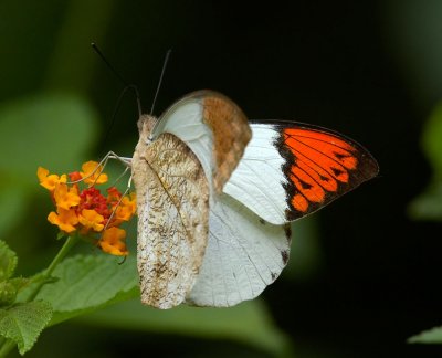 Great Orange Tip (male) 鶴頂粉蝶（雄） Hebomoia glaucippe