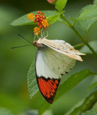 Great Orange Tip (male) 鶴頂粉蝶（雄） Hebomoia glaucippe