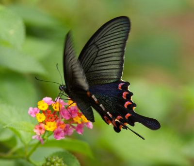 Chinese Peacok 碧鳯蝶 Papilio Bianor