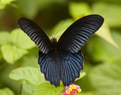 Spangle 藍鳳蝶 Papilio protenor