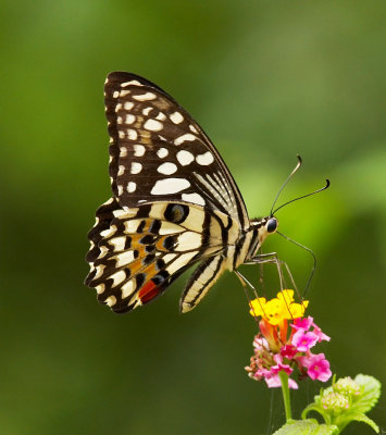 Lime Butterfly 達摩鳳蝶 Papilio demoleus