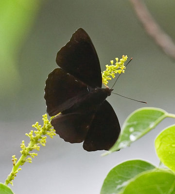 Black Prince (male) 羅蛺蝶（雄）Rohana parisatis