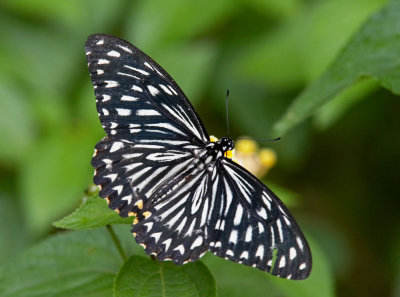 Common Mine 斑鳳蝶Chilasa clytia f. dissimilis