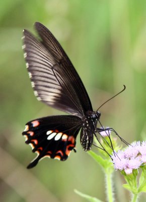 Common Mormon (female) 玉帶鳳蝶 Papilio Polytes (Form polytes)