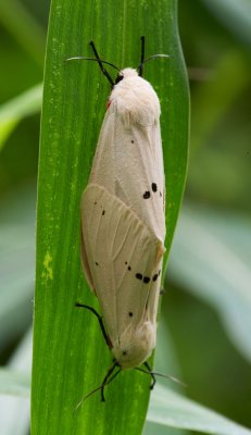 Tiger Moth 人紋污燈蛾 Spilarctia subcarnea