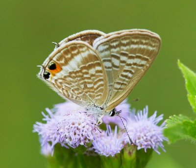 Long-tailed Blue 亮灰蝶 Lampides boeticus