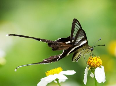 White Dragontail 燕鳳蝶 Lamproptera curius