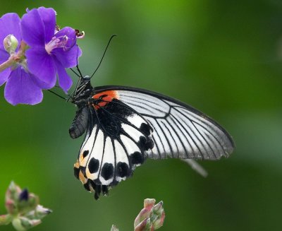 Great Mormon (female) 美鳯蝶 Papilio Memnon (Form Agenor)