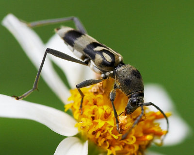 Long-horned Beetle 澳門虎天牛 Chlorophorus macaumensis