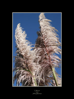 Grasses