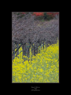 Winter in Napa