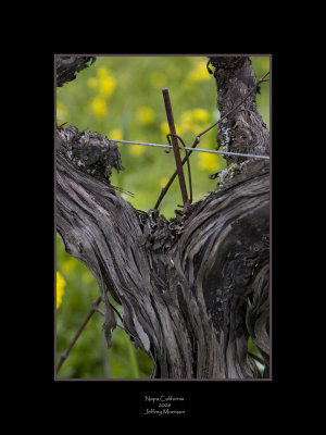 Winter in Napa