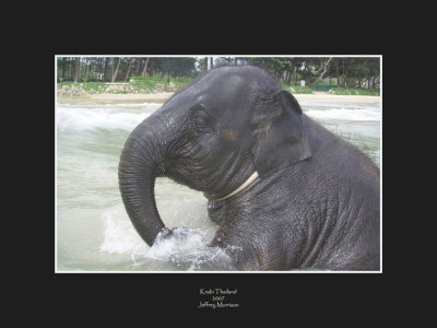 Playful Elephant