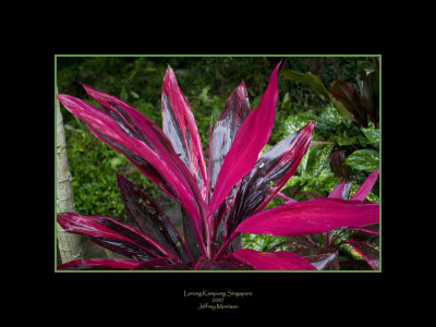 Kampong Plant