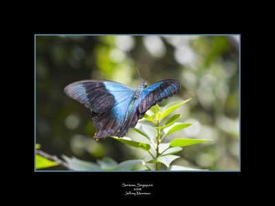 Sentosa Butterfly Park