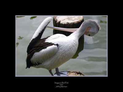 Bird Park