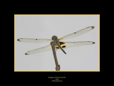 Dragon Fly