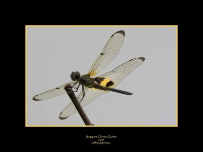 Dragon Fly