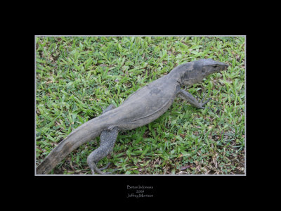Monitor Lizard at Hotel