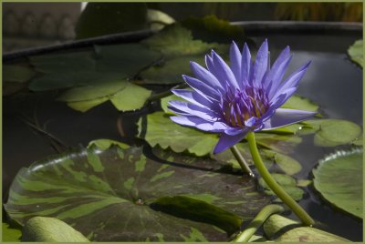 Water lily in Royal Palace