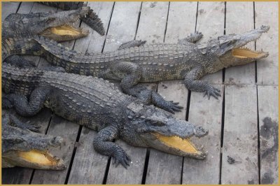 Alligators in floating city