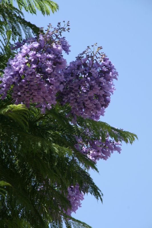 Jacaranda