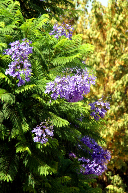 Jacaranda