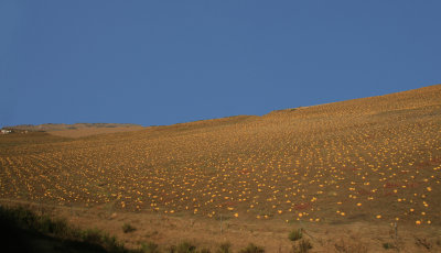 Melon fields along the road to Tanger - Meloenenvelden onderweg naar Tanger