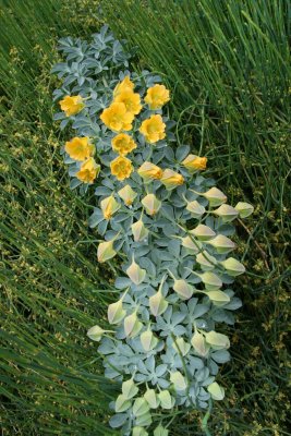 Tropafolium Polyphyllum