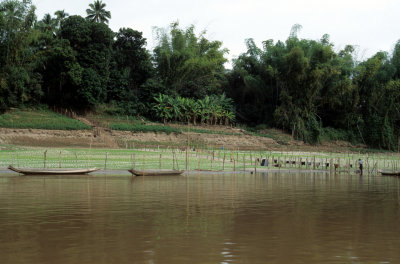 Growing vegetables on the bank of the Mekong