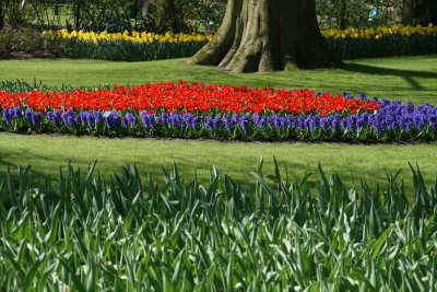 Keukenhof 2009