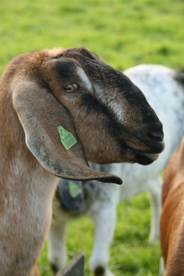 Dutch-Nubian Goat  - Nubische Hangoorgeit