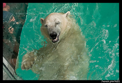 Polar bear raspoutine 5852.jpg