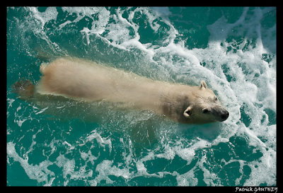 Polar bear raspoutine 5856.jpg