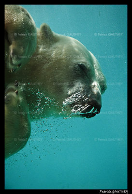 Polar bear raspoutine 6277.jpg