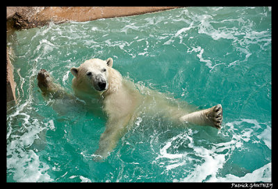 Polar bear raspoutine 6366.jpg