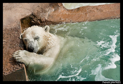 Polar bear raspoutine 6370.jpg