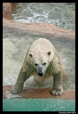Polar bear raspoutine 6449.jpg