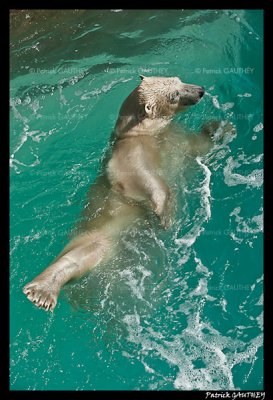 Polar bear raspoutine 5858.jpg