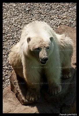 Flocke Polar bear 5814.jpg