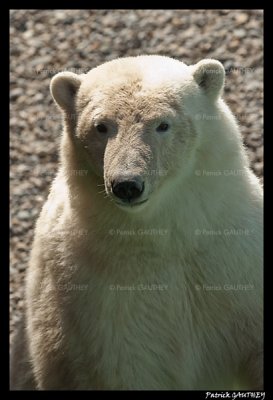 Flocke Polar bear 5892.jpg