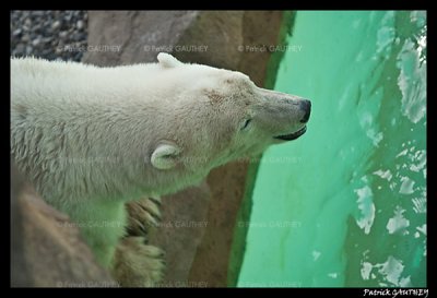 Flocke Polar bear 5929.jpg