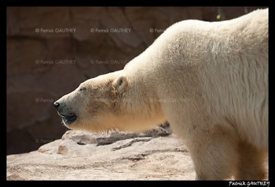 Flocke Polar bear 6125.jpg