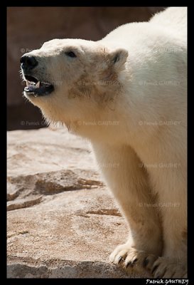 Flocke Polar bear 6164.jpg