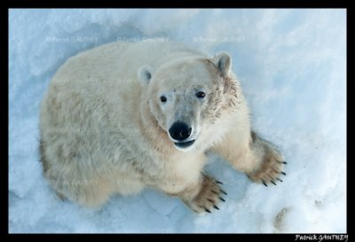 Flocke Polar bear 6215.jpg