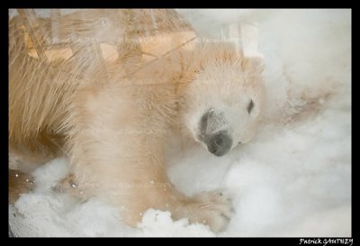Flocke Polar bear 6340.jpg