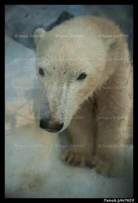  Polar bear Flocke 6344.jpg