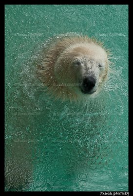  Polar bear Flocke 6394.jpg