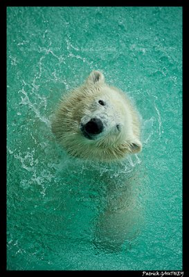 Flocke Polar bear 6397.jpg